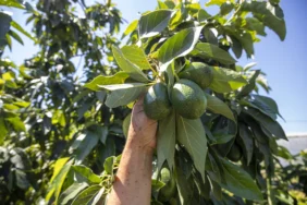 20260921-mersinde-avokado-ureticilerinin-yuzu-ilk-hasatla-guldu-306140.webp.webp